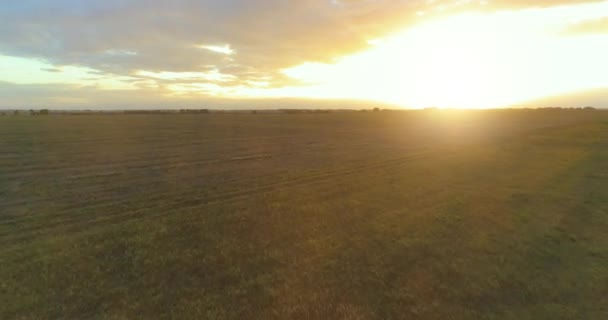Vuelo sobre el paisaje rural de verano con un campo amarillo infinito en la soleada noche de verano. Campos agrícolas al amanecer de otoño — Vídeos de Stock