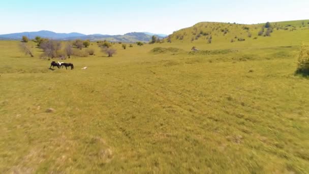 Flyg över vilda hästar hjord på fjälläng. Sommarberg vild natur. Frihetsekologi. — Stockvideo