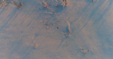 Arktik çayırlı soğuk kış manzarası, karla kaplı ağaçlar ve ufukta sabah güneşleri..