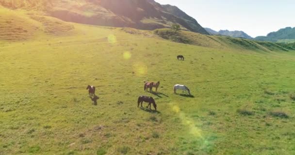 Voo sobre cavalos selvagens rebanho no prado. Primavera montanhas natureza selvagem. Conceito de ecologia da liberdade. — Vídeo de Stock