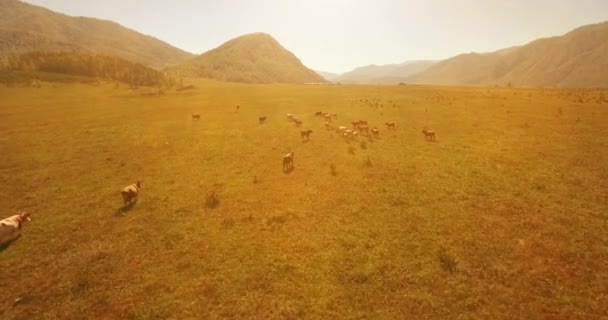 Vol à basse altitude au-dessus d'une rivière de montagne fraîche et rapide avec des rochers au soleil matin d'été. — Video