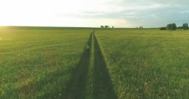 Sportif çocuk yeşil buğday tarlasında koşuyor. Kırsal çayırlarda akşam sporu alıştırmaları. Mutlu bir çocukluk sağlıklı bir yaşam biçimidir. Radikal hareket, güneş ışınları ve ot.