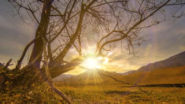 Time lapse of death tree and dry yellow grass at mountian landscape with clouds and sun rays. Horizontal slider movement — Stock Video