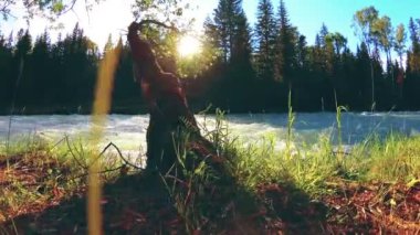 Dağ nehri kıyısındaki çayır. Yeşil çimlerle, çam ağaçlarıyla ve güneş ışınlarıyla kaplı bir manzara. Motorlu kaydırma kulesinde hareket.