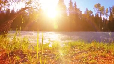 Dağ nehri kıyısındaki çayır. Yeşil çimlerle, çam ağaçlarıyla ve güneş ışınlarıyla kaplı bir manzara. Motorlu kaydırma kulesinde hareket.