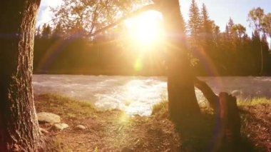 Dağ nehri kıyısındaki çayır. Yeşil çimlerle, çam ağaçlarıyla ve güneş ışınlarıyla kaplı bir manzara. Motorlu kaydırma kulesinde hareket.