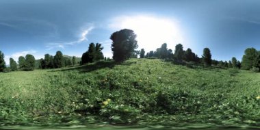 UHD 4K 360 VR yeşil dağ ormanı. Güneş ışığı ve gölge, çimen ve çam ağaçları.
