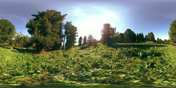 UHD 4K 360 VR зеленого горного леса. Солнечные лучи и тень, трава и сосны. — стоковое видео