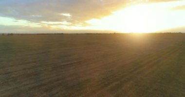 Güneşli yaz akşamında sonsuz sarı tarlaları olan kırsal kesimin üzerinde bir uçuş. Sonbahar gündoğumunda tarım arazisi