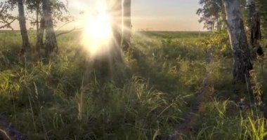 Yazın ya da sonbaharda çayır zamanlaması. Kırsal alan cadısı güneş ışınları, ağaçlar ve yeşil çimenler. Motorlu doli kaydırma hareketi