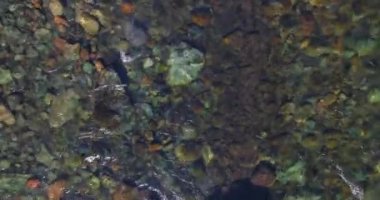 Güneşli yaz sabahında kayalarla birlikte taze, hızlı dağ nehri üzerinde alçak irtifa uçuşu..