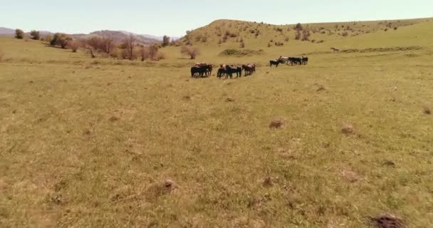 Flug über die Wildpferdeherde auf der Bergwiese. Sommerberge wilde Natur. Freiheits-Ökologiekonzept. — Stockvideo