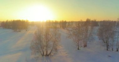 Arktik çayırlı soğuk kış manzarası, karla kaplı ağaçlar ve ufukta sabah güneşleri..
