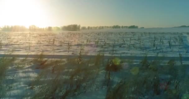 北極のフィールドと寒い冬の風景の空中ドローンビュー、水平線上に霜雪と朝の太陽光線で覆われた木. — ストック動画