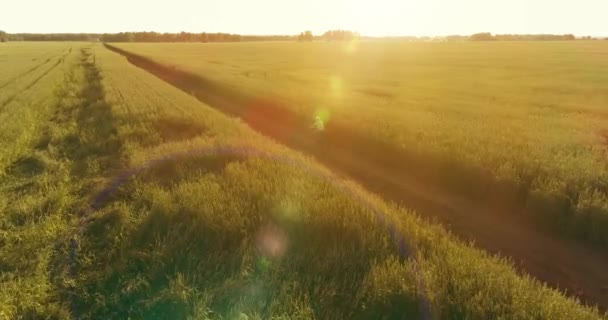 Vista aérea sobre o menino, que monta uma bicicleta através de um campo de grama de trigo na antiga estrada rural. Luz solar e vigas. — Vídeo de Stock