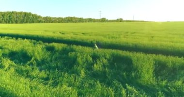 Kırsal yoldaki bir çim tarlasında bisiklet süren genç bir çocuğun hava manzarası. Güneş ışığı ve ışınlar.