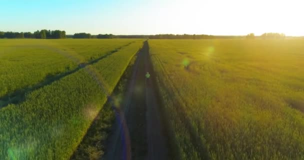 Flygfoto på ung pojke, som rider en cykel genom ett vete gräs fält på den gamla landsvägen. Solljus och strålar. — Stockvideo