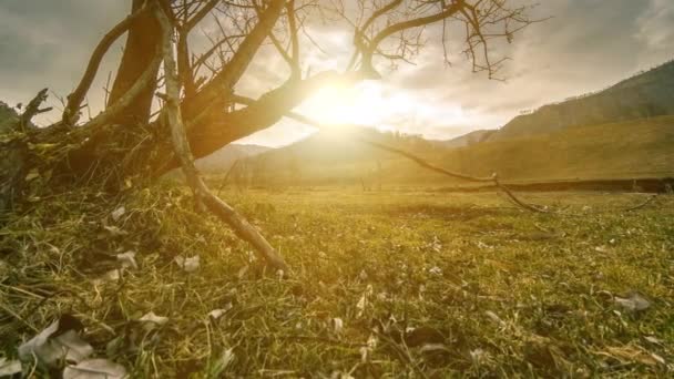 Time lapse of death tree and dry yellow grass at mountian landscape with clouds and sun rays. Horizontal slider movement — Stock Video