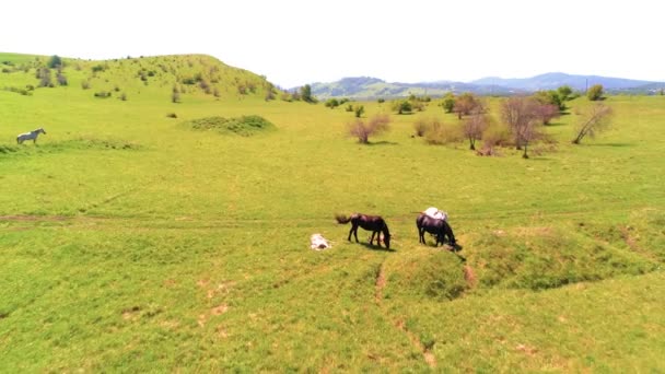 Vlucht over wilde paarden kudde op bergweide. Zomer bergen wilde natuur. Vrijheid ecologisch concept. — Stockvideo