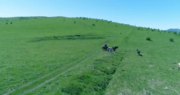 Flyg över vilda hästar hjord på fjälläng. Sommarberg vild natur. Frihetsekologi. — Stockvideo