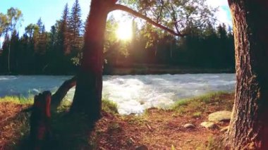 Dağ nehri kıyısındaki çayır. Yeşil çimlerle, çam ağaçlarıyla ve güneş ışınlarıyla kaplı bir manzara. Motorlu kaydırma kulesinde hareket.