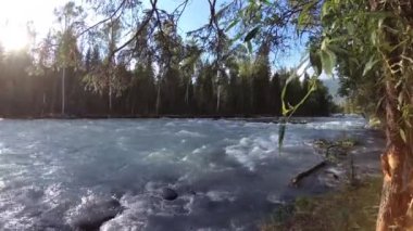 Dağ nehri kıyısındaki çayır. Yeşil çimlerle, çam ağaçlarıyla ve güneş ışınlarıyla kaplı bir manzara. Motorlu kaydırma kulesinde hareket.