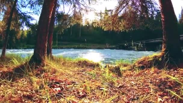 Weidegebied aan de bergrivieroever. Landschap met groen gras, pijnbomen en zonnestralen. Beweging op gemotoriseerde schuifdolly. — Stockvideo