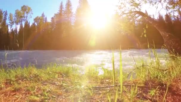 Meadow a hegyi folyóparton. Tájkép zöld fűvel, fenyőfákkal és napsugarakkal. Motoros tolókocsi mozgása. — Stock videók