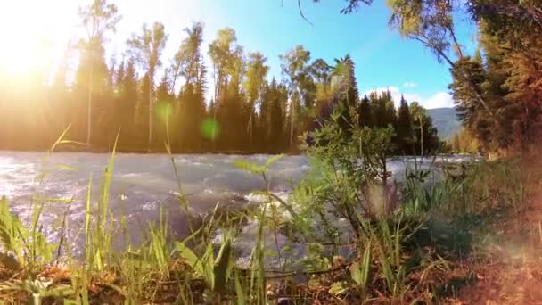 Łąka na górskim brzegu rzeki. Krajobraz z zieloną trawą, sosnami i promieniami słońca. Ruch na zmotoryzowanym wózku suwakowym. — Wideo stockowe