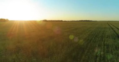 Yaz mevsiminde, sonsuz sarı manzaralı kırsal arazinin üzerinde alçak irtifa uçuşu. Ufuktaki güneş ışınları.