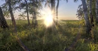 Yazın ya da sonbaharda çayır zamanlaması. Kırsal alan cadısı güneş ışınları, ağaçlar ve yeşil çimenler. Motorlu doli kaydırma hareketi
