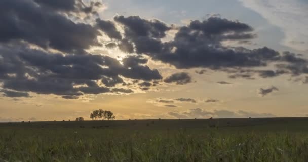 Plat colline prairie timelapse à l'heure du coucher du soleil d'été. Nature sauvage et champ rural. Rayons de soleil, arbres, herbe verte. Curseur de poupée motorisé — Video