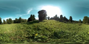 UHD 4K 360 VR yeşil dağ ormanı. Güneş ışığı ve gölge, çimen ve çam ağaçları.