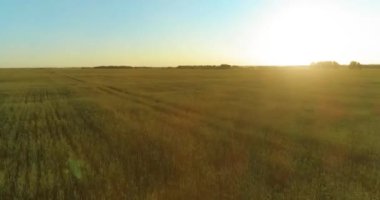 Yaz mevsiminde, sonsuz sarı manzaralı kırsal arazinin üzerinde alçak irtifa uçuşu. Ufuktaki güneş ışınları.