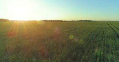 Yaz mevsiminde, sonsuz sarı manzaralı kırsal arazinin üzerinde alçak irtifa uçuşu. Ufuktaki güneş ışınları.