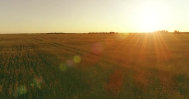 여름의 화창 한 저녁에는 끝없는 노란색 풍경을 간직 한 낮은 고도의 여름 들판 위를 비행 한다. 지평선에 떠 있는 태양 광선. — 비디오