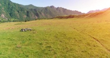Yabani atların üzerinden uçarak çayırdaki sürüyü güderler. Bahar dağları vahşi doğa. Özgürlük ekolojisi kavramı.
