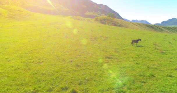 Vuelo sobre el rebaño de caballos salvajes en el prado. Primavera montañas naturaleza salvaje. Concepto de ecología de libertad. — Vídeos de Stock