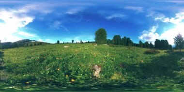 Yeşil dağ ormanlarının UHD 4K 360 VR zaman çizelgesi. Güneş ışığı ve gölge, çimen ve çam ağaçları.
