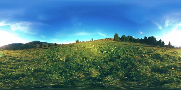 UHD 4K 360 VR Zeitraffer des grünen Bergwaldes. Sonnenstrahlen und Schatten, Gras und Kiefern. — Stockvideo