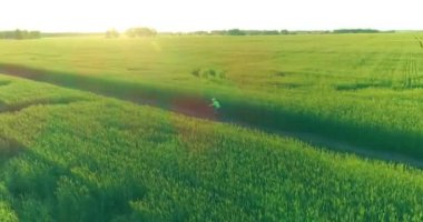 Kırsal yoldaki bir çim tarlasında bisiklet süren genç bir çocuğun hava manzarası. Güneş ışığı ve ışınlar.