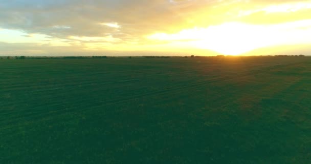 Vuelo sobre el paisaje rural de verano con un campo amarillo infinito en la soleada noche de verano. Campos agrícolas al amanecer de otoño — Vídeos de Stock