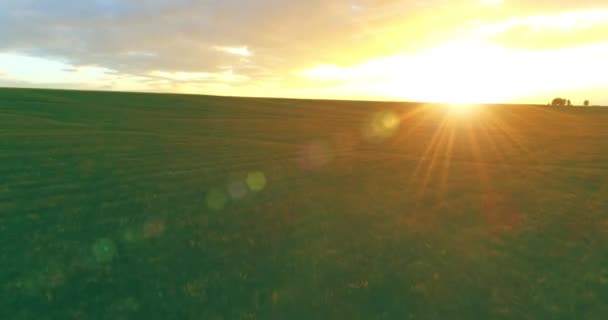 Vuelo sobre el paisaje rural de verano con un campo amarillo infinito en la soleada noche de verano. Campos agrícolas al amanecer de otoño — Vídeos de Stock