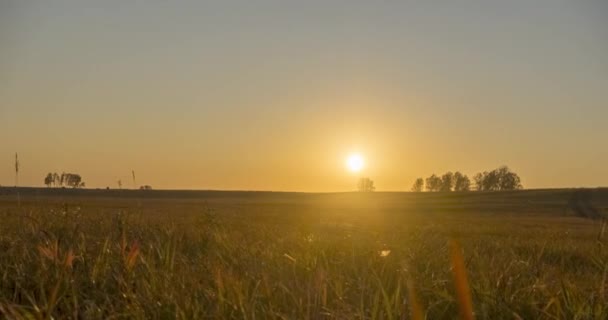 Lapos dombos rét időapszis a nyári naplementekor. Vad természet és vidéki fű mező. Napsugarak és fák. Motoros babacipő — Stock videók