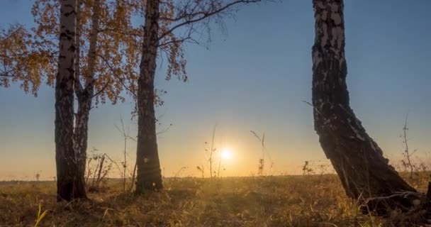 Čas louky uplyne v létě nebo na podzim. Venkovské čarodějnické sluneční paprsky, stromy a zelená tráva. Motorizovaný posuvník při západu slunce — Stock video