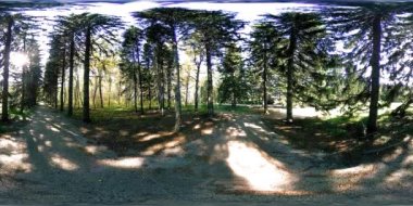 Bir şehir parkının UHD 4K 360 VR Sanal Gerçekliği. Sonbaharda ya da yaz gününde ağaçlar ve yeşil çimenler