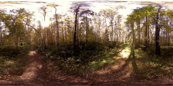 UHD 4K 360 VR Virtual Reality dari area rekreasi taman kota. Pohon dan rumput hijau pada musim gugur atau musim panas — Stok Video