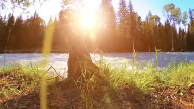 Dağ nehri kıyısındaki çayır. Yeşil çimlerle, çam ağaçlarıyla ve güneş ışınlarıyla kaplı bir manzara. Motorlu kaydırma kulesinde hareket.