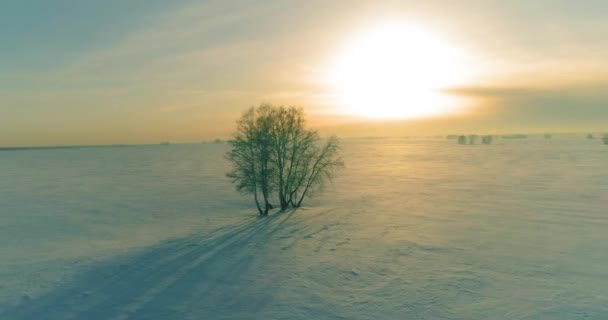 冷たい冬の風景北極フィールドの空中ビュー、木々の霜雪で覆われ、氷の川や水平線上に太陽の光。極端な低温の天候. — ストック動画