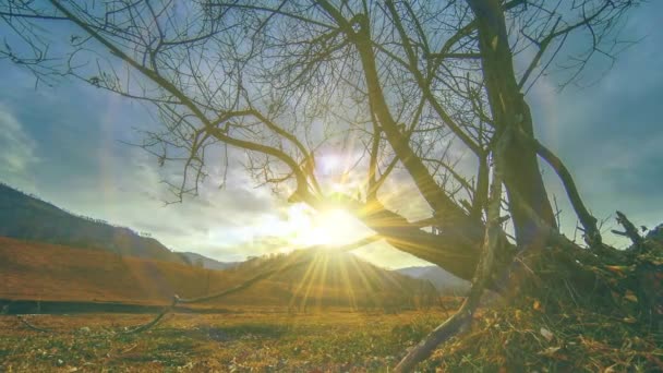 Time lapse of death tree and dry yellow grass at mountian landscape with clouds and sun rays. Horizontal slider movement — Stock Video